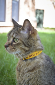 CMU Maroon and Gold Cat Collar